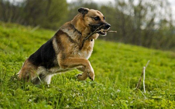 Hundetraining für Erwachsene