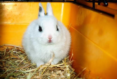 Die häufigsten Krankheiten zu Hause Kaninchen