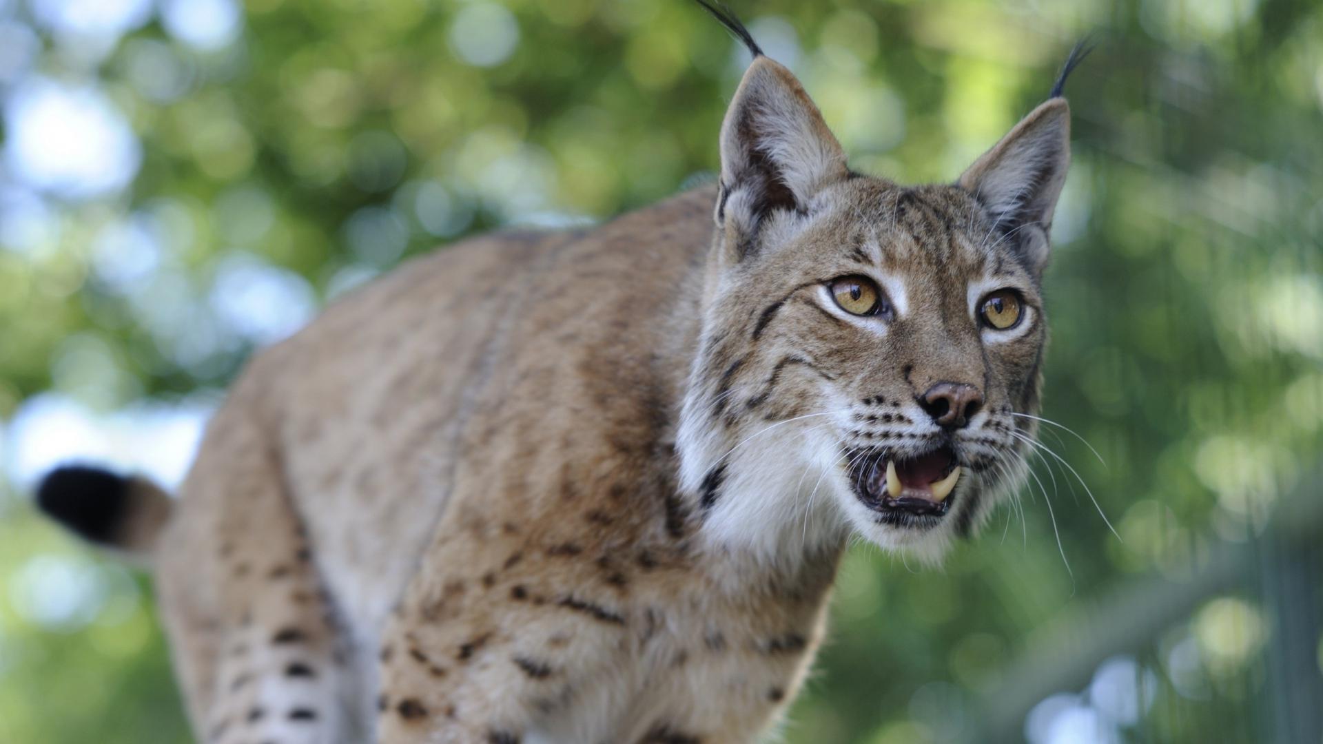Lynx bereitet sich auf den Sprung vor