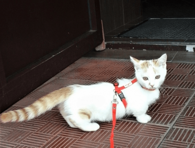Katze Manchikin geht im Geschirr