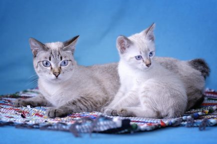 Mekong Bobtail - eine Katze mit einem Kätzchen