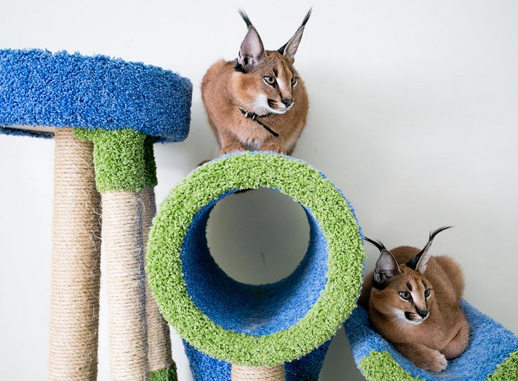 Caracal Rasse Katzen im Haus