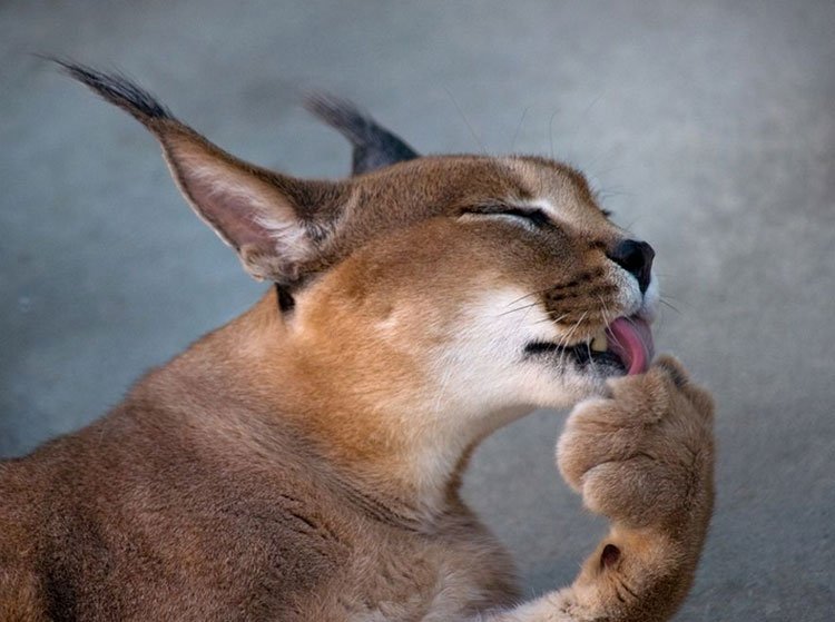 Caracal wäscht sich
