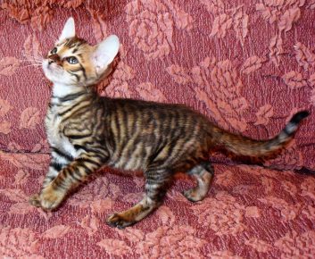Toyger Rasse Kätzchen