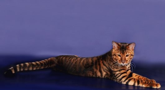Toyger Katze ruht