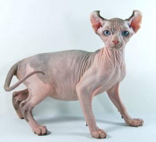 Katzenrasse Elf