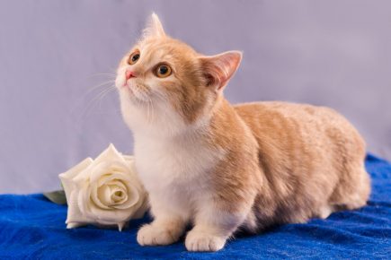 Munchkin - eine Kurzfußkatze