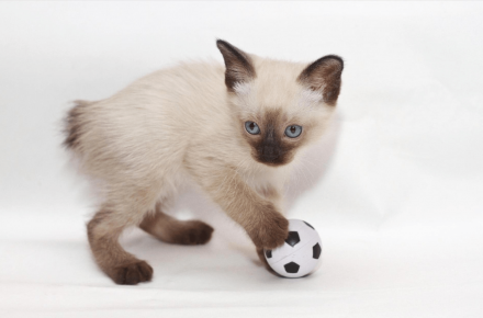 Mekong Bobtail Kätzchen