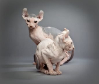Elfenkatzen