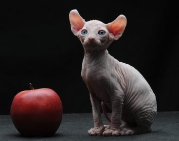 Katzenelf und der Apfel