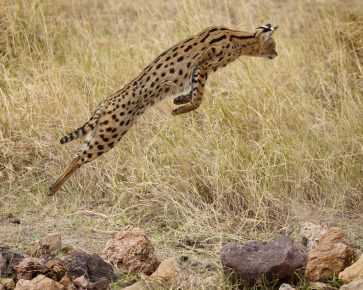 Serval im Sprung um Beute