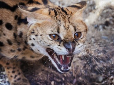 Servalkatze