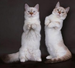 Katzen der Manchikin-Rasse sitzen wie ein Känguru