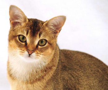 Kitty Rasse Katze