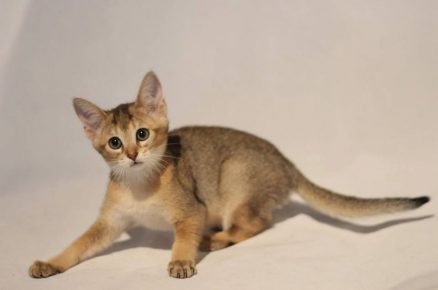Chausie Kätzchen