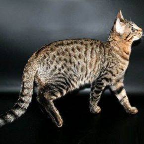 Serengeti Rasse Katze