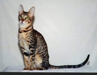 Serval-ähnliche Katze