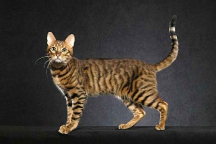 Serengeti - Hauskatze
