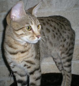 Serengeti-Katze schaut sich etwas genau an