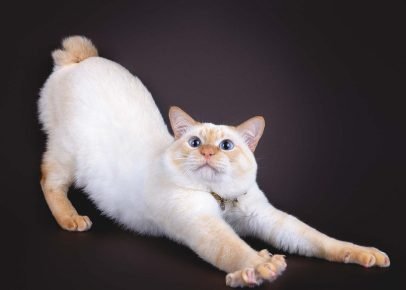 Mekong Bobtail erstreckt sich