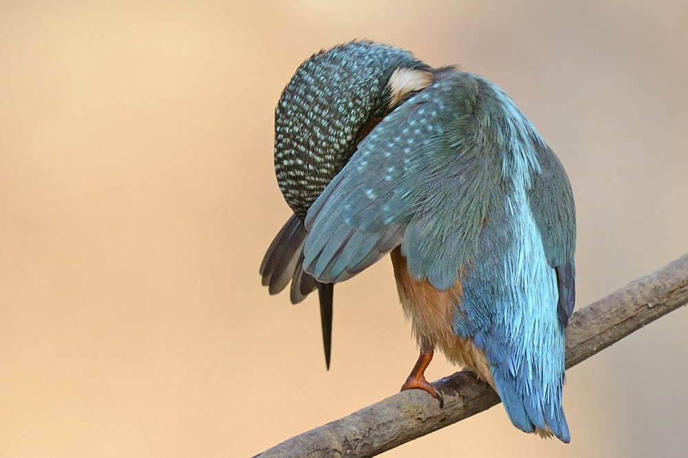 der vogel schloss seinen flügel