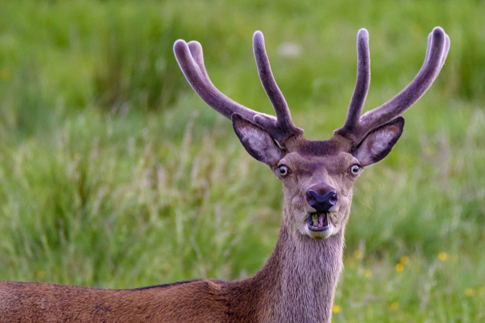 Hirsch