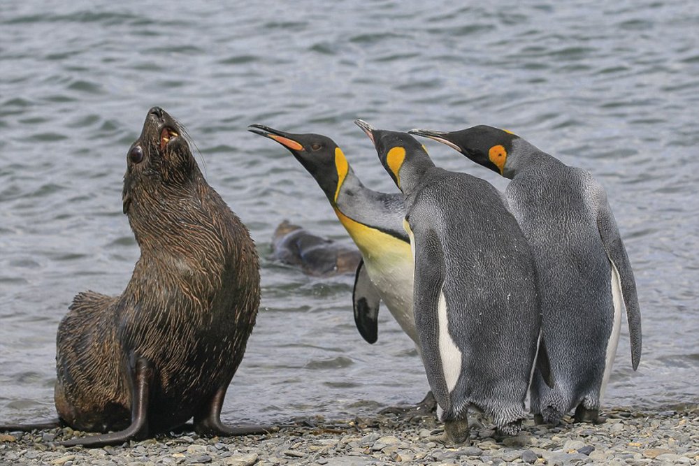 Katze und Pinguine