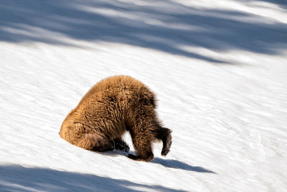 Bär in einer Schneeverwehung