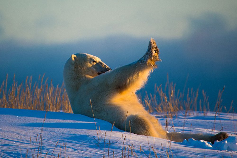 Polarbär