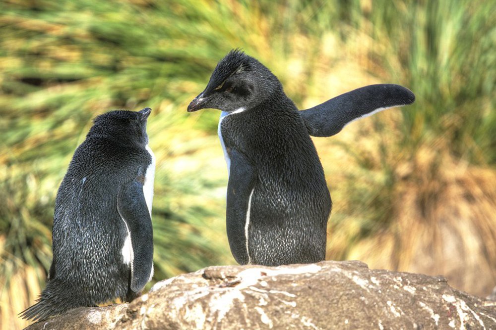 Rede von zwei Pinguinen