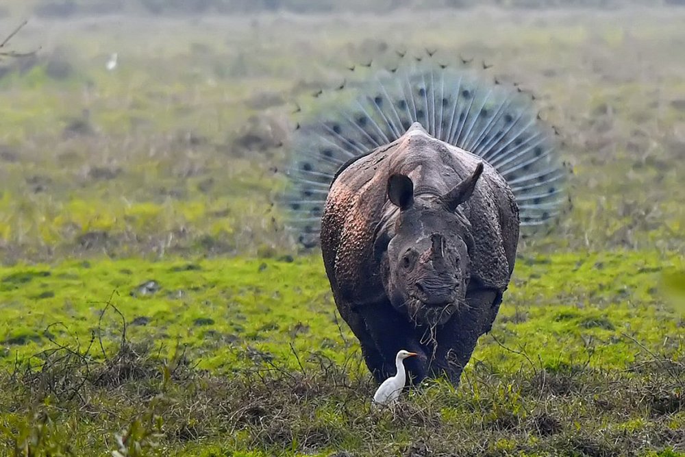 Pfau und Nashorn