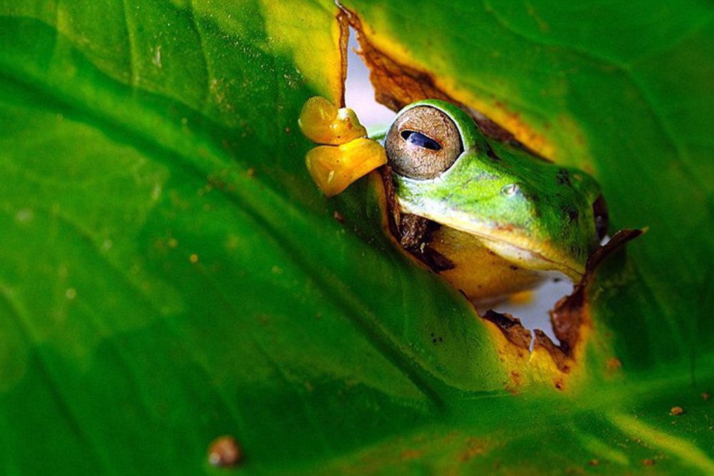 Laubfrosch