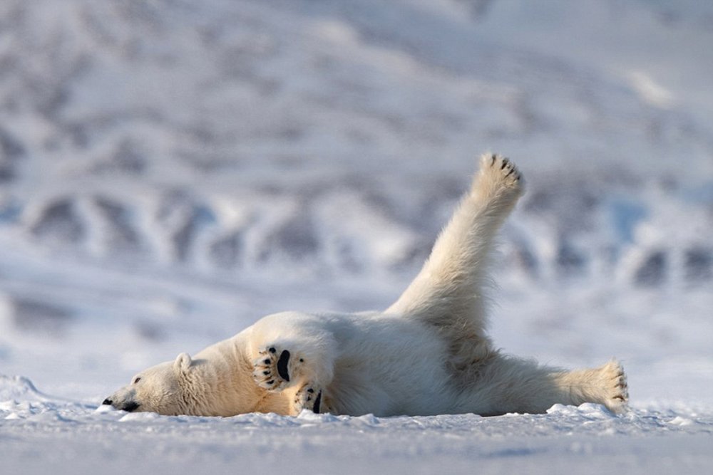 Eisbär im Schnee