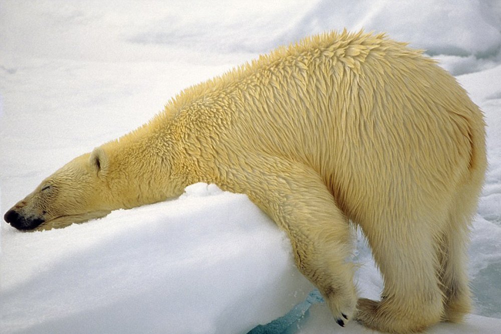 Der Eisbär ist auf einer Eisscholle eingeschlafen