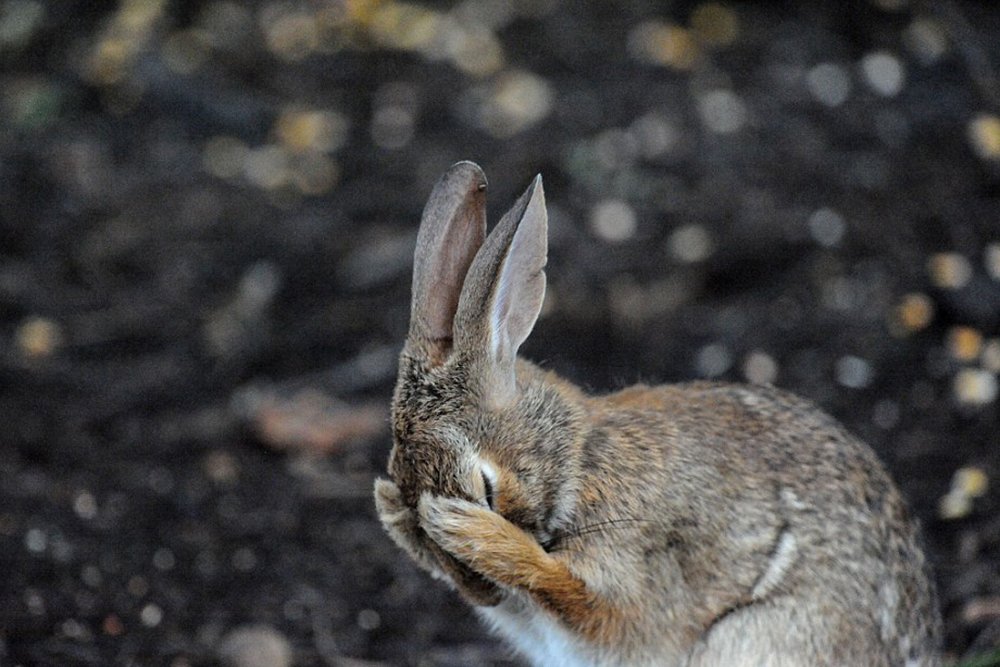 Kaninchen schloss die Augen mit den Pfoten