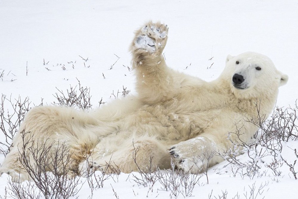 Eisbär hob seine Pfote