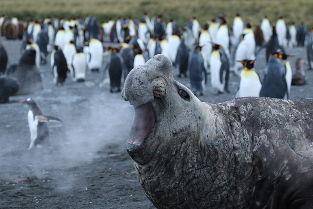 Pinguine und der Seelöwe