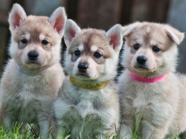 Welpen des Northern Inuit Dog