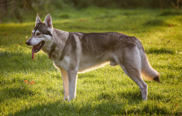 Northern Inuit Hunderasse Beschreibung