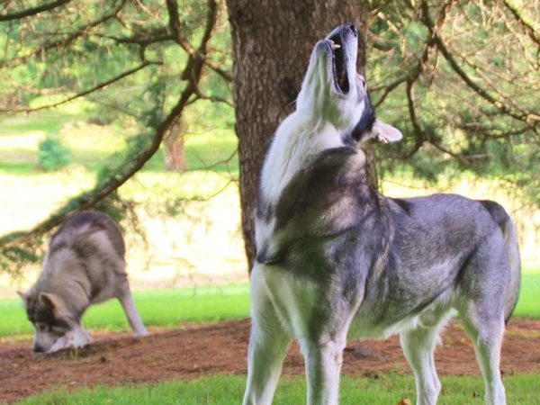 Northern Inuit Wolf Hund