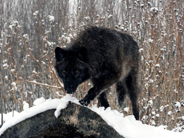 Northern Inuit Dog im Winter