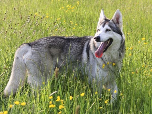 Northern Inuit Hund in der Natur