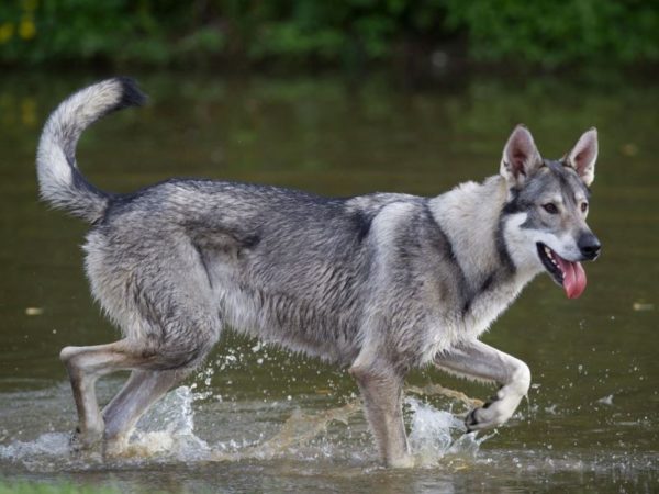 Northern Inuit Dog im Wasser