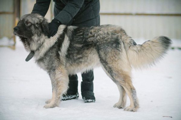 Sharplaninsky Shepherd Breed Description