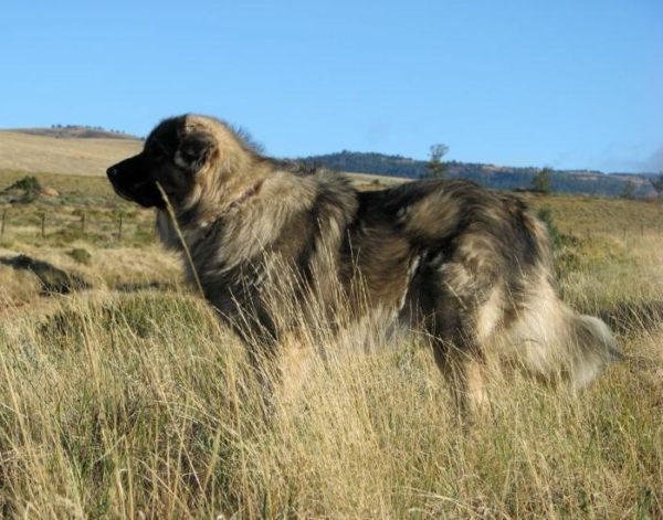 Sharplaninskaya Hirte für einen Spaziergang