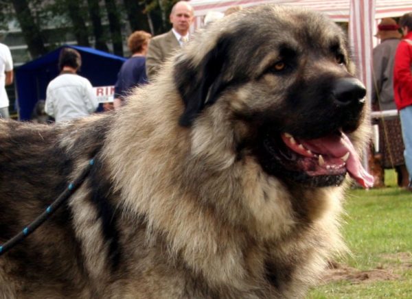 Sharplaninsky Schäferhund beobachtet