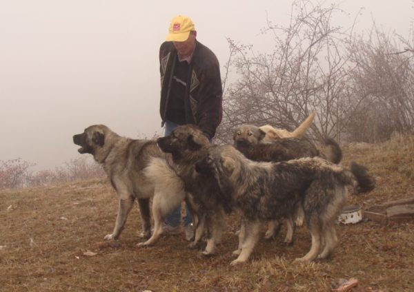 Charplanin Shepherd Dogs