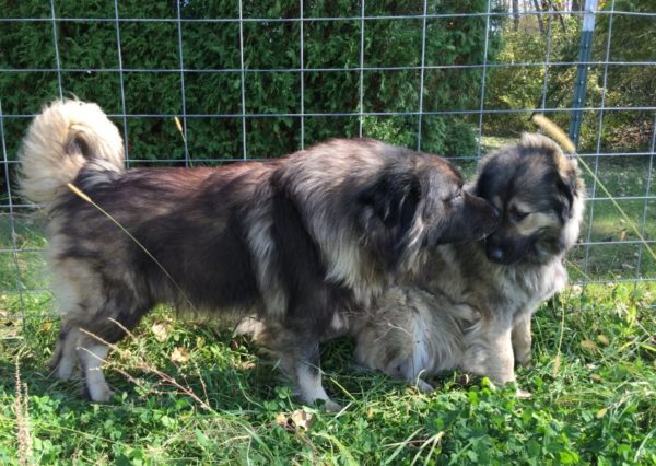 Charplanin Schäferhunde in der Natur