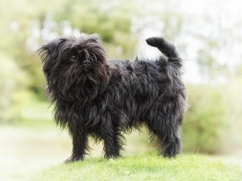 Welpen kleiner Rassen - Hunde, die bleiben klein