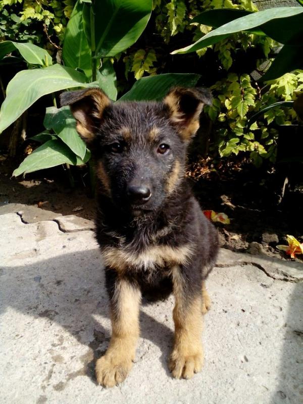 Deutscher Schäferhund Welpe im Alter von 2 Monaten